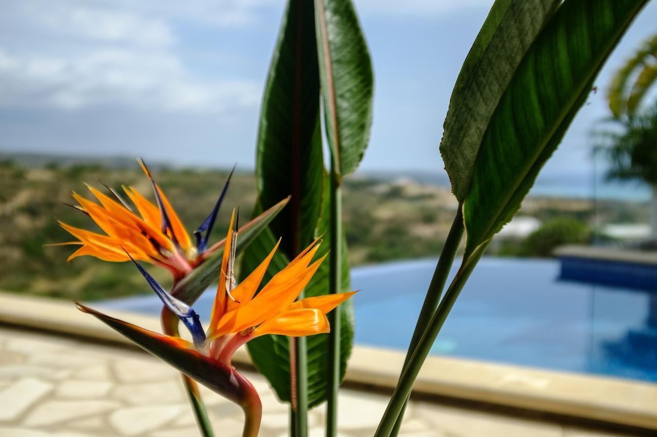 Villa Thea Peyia Dış mekan fotoğraf